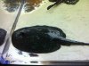 ImageUploadedByMonsterAquariaNetwork1383617744.961070.jpg ImageUploadedByMonsterAquariaNetwork1383617744.961070.jpg