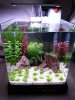 15L Planted Tank 01 (Custom).jpg