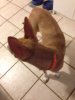 ImageUploadedByMonsterAquariaNetwork1384166466.340315.jpg ImageUploadedByMonsterAquariaNetwork1384166466.340315.jpg