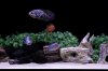 IMG_4555#2.JPG