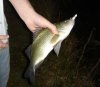 white-perch.jpg white-perch.jpg