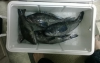 11-14bass2.png
