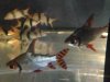 clown loach : phoenix.jpg