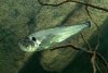 Cynodongibbus121024.jpg
