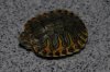 DSC_0931.JPG