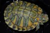 DSC_0613.JPG