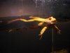 frog.jpg