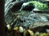 elwood blue lobster.JPG