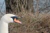 swan.jpg