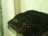 100_1527.jpg