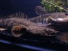 DSC00219.2.JPG