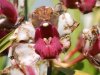 wiltingorchid1.jpg