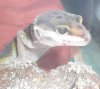 gecko2.jpg