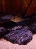 ImageUploadedByMonsterAquariaNetwork1385077970.777912.jpg