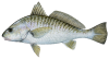 Croaker.png