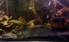 ImageUploadedByMonsterAquariaNetwork1385101518.677190.jpg