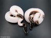 axanthic-pied1.jpg axanthic-pied1.jpg
