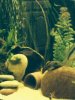 GN Pleco.JPG