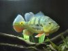 DSC01353.JPG
