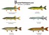 esox - US.JPG