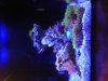 pico-reef-2.JPG