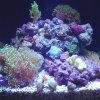 pico-reef-5.JPG