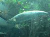 Tarpon.JPG