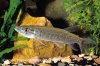 Hepsetus-odoe-5.jpg