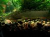 polypterus (8).jpg polypterus (8).jpg