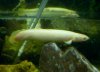 Albino Bichir 1a.JPG