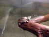 ImageUploadedByMonsterAquariaNetwork1387411198.164227.jpg