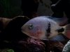 ImageUploadedByMonsterAquariaNetwork1387484134.283991.jpg