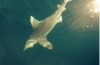 shark1.png