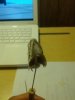 IMG_20131221_160553.jpg