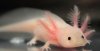 leuc cropped.JPG leuc cropped.JPG
