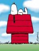snoopy.jpg