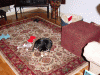 Sophie-Chasing-Tail.gif