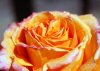 rose.jpg