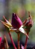 flower2.jpg