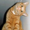 Cat with Sideways Head.jpg