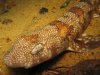 3701333250_4_Puffadder-Shyshark-Haploblepharus-pictus-003.jpg 3701333250_4_Puffadder-Shyshark-Haploblepharus-pictus-003.jpg
