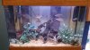 Fish Tank.jpg Fish Tank.jpg