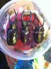ImageUploadedByMonsterAquariaNetwork1389705644.116676.jpg