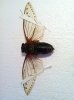 ImageUploadedByMonsterAquariaNetwork1389705669.687720.jpg