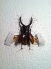 ImageUploadedByMonsterAquariaNetwork1389705720.386077.jpg
