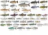 Characins predateurs - US.jpg