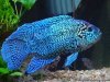 cichlid-jack-dempsey-blue.jpg