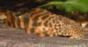 plecostomus-l147.jpg