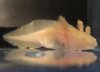 golden glamour shot axolotl 2.JPG