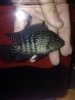 ImageUploadedByMonsterAquariaNetwork1389932846.606404.jpg